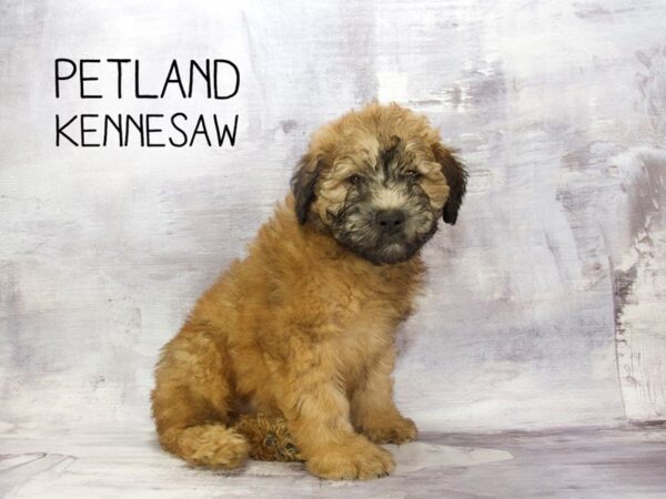 Soft Coated Wheaten Terrier DOG Female Wheaten 23179 Petland Mall of Georgia