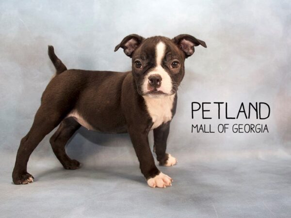 Boston Terrier DOG Female Black / White 2376 Petland Mall of Georgia