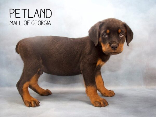 Rottweiler DOG Male Black / Mahogany 2396 Petland Mall of Georgia