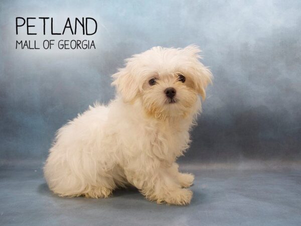 Maltese DOG Male White 2405 Petland Mall of Georgia