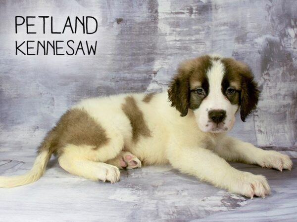 Saint Bernard DOG Male Sable White 23195 Petland Mall of Georgia