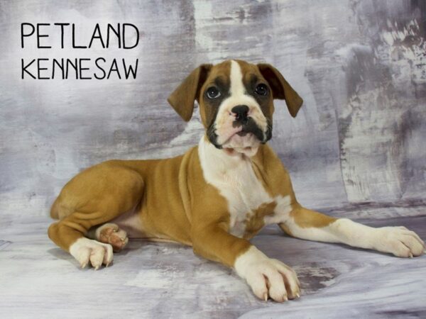 Boxer DOG Female Fawn / White 23210 Petland Mall of Georgia