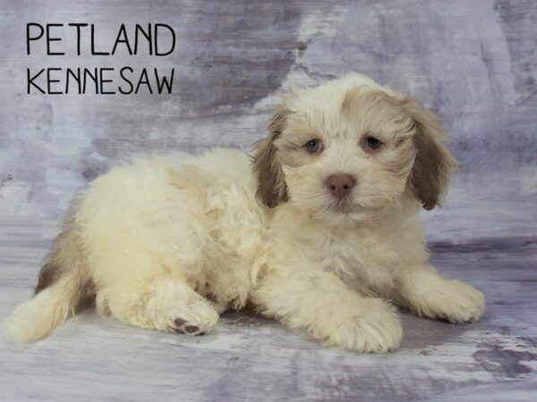 Shipoo-DOG-Female-Chocolate / White-23215-Petland Mall of Georgia