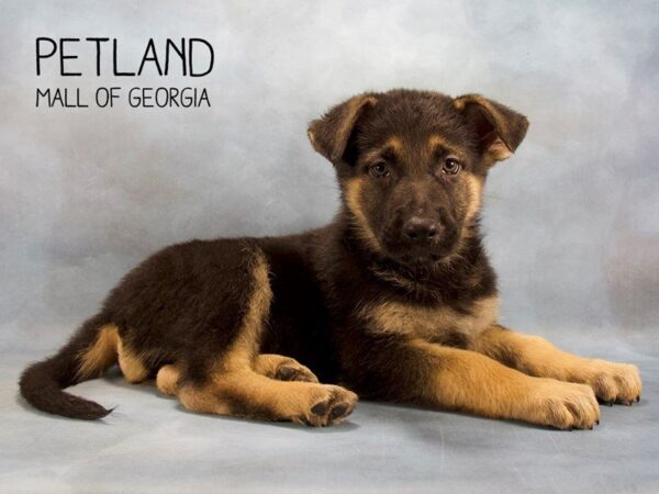 German Shepherd DOG Male Black Tan 2419 Petland Mall of Georgia