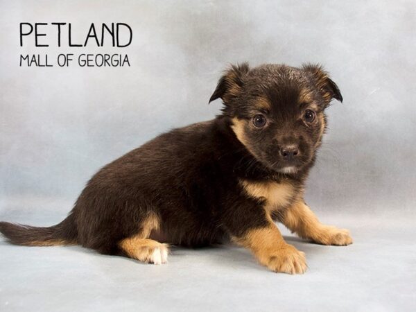 Chihuahua DOG Male BLACK TAN 2425 Petland Mall of Georgia