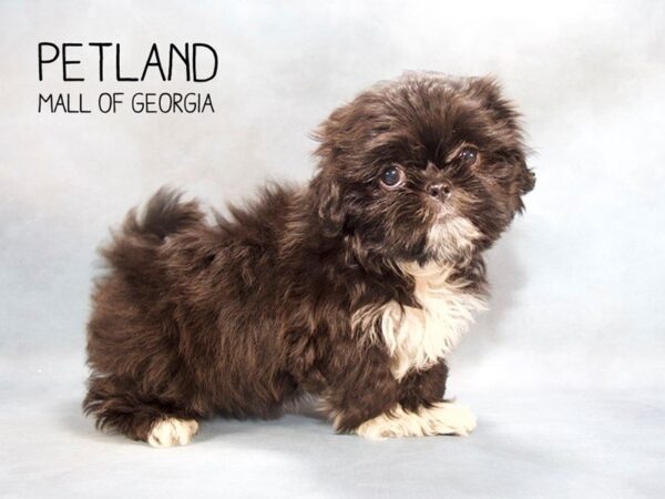 Shih Tzu DOG Female Black 2426 Petland Mall of Georgia