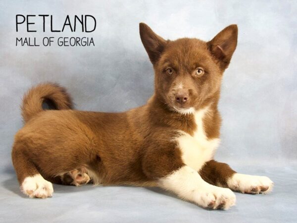 Pomsky DOG Male chlt 2430 Petland Mall of Georgia