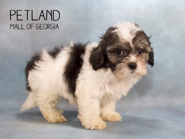 Teddy Bear DOG Male Black / White 2434 Petland Mall of Georgia