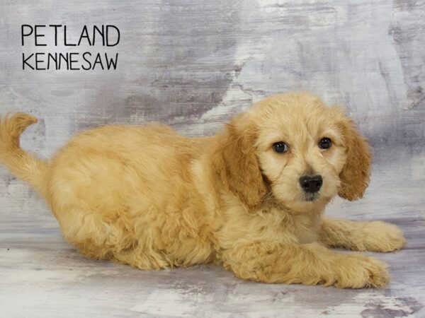 Miniature Goldendoodle 2nd Gen DOG Female Golden 23221 Petland Mall of Georgia