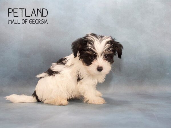 Yorkshire Terrier DOG Male BLK & TN:PRTI 2439 Petland Mall of Georgia