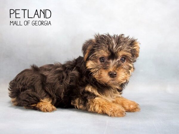 Yorkiepoo DOG Female BLACK TAN 2449 Petland Mall of Georgia