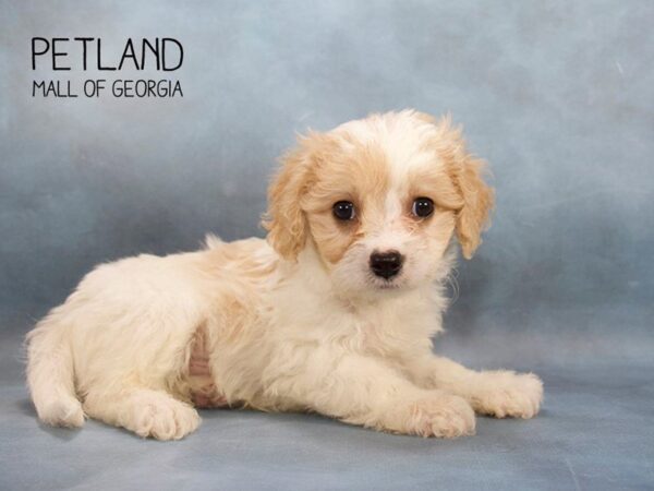 Cavapoo DOG Male BLENHEIM 2452 Petland Mall of Georgia