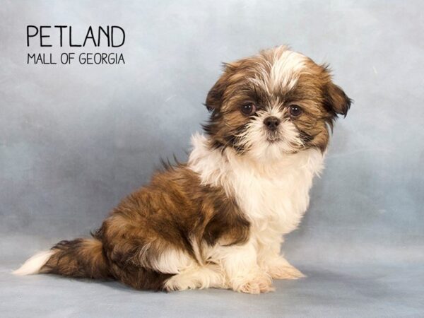 Shih Tzu DOG Male Tri-Colored 2457 Petland Mall of Georgia