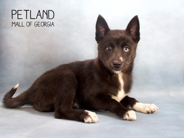 Pomsky DOG Female blk 2460 Petland Mall of Georgia