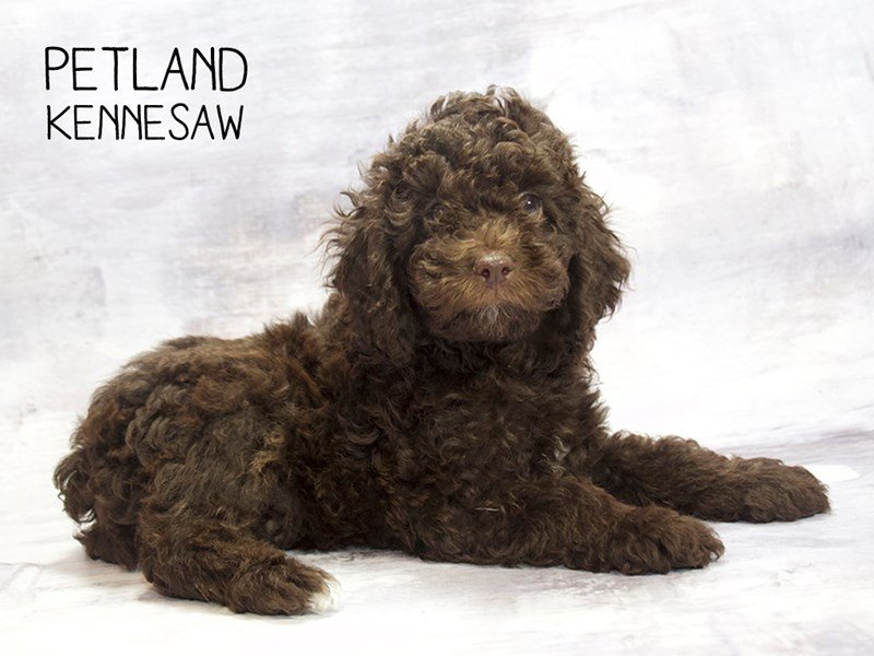 Pewter Cockapoo Cockapoo Puppy Chocolate ID:23257 Located at Petland Mall of Georgia