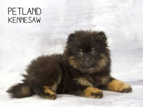 Pomeranian DOG Male BLK & TN 23263 Petland Mall of Georgia