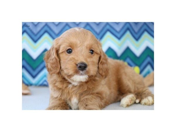 Miniature Goldendoodle DOG Female rd 23291 Petland Mall of Georgia