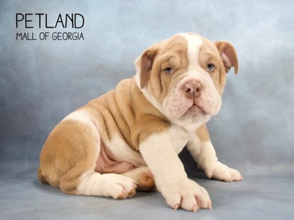 English Bulldog DOG Male BRDL:WH MKGS 2463 Petland Mall of Georgia