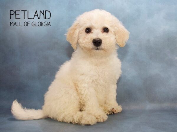 Bichon Frise DOG Male White 2470 Petland Mall of Georgia