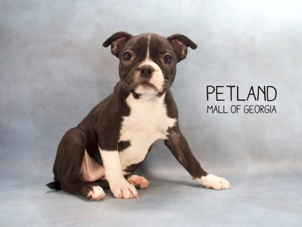 Boston Terrier DOG Female Black / White 2472 Petland Mall of Georgia