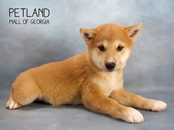 Shiba Inu DOG Male rd 2473 Petland Mall of Georgia