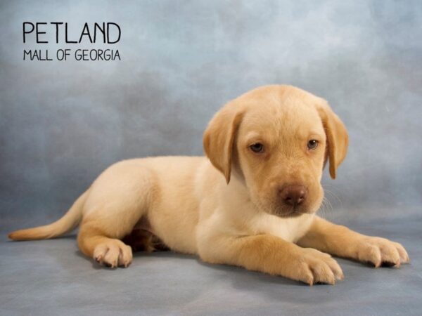 Labrador Retriever DOG Female Cream 2474 Petland Mall of Georgia