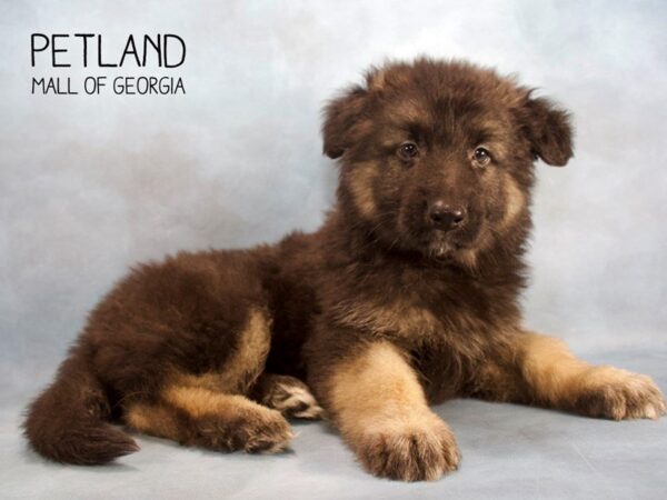 German Shepherd DOG Male Black Tan 2476 Petland Mall of Georgia