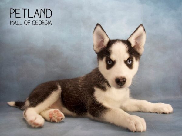 Siberian Husky DOG Female BLACK WHITE 2477 Petland Mall of Georgia