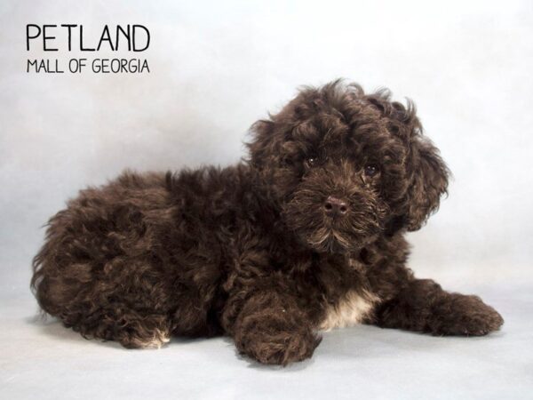 Miniature Poodle DOG Male blk & wh 2485 Petland Mall of Georgia