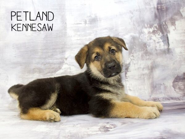 German Shepherd DOG Male Black Tan 23272 Petland Mall of Georgia