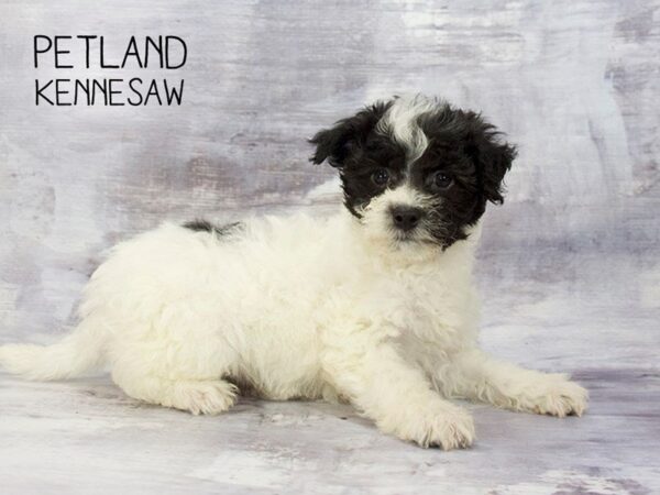 Havanese DOG Male BLACK WHITE 23281 Petland Mall of Georgia