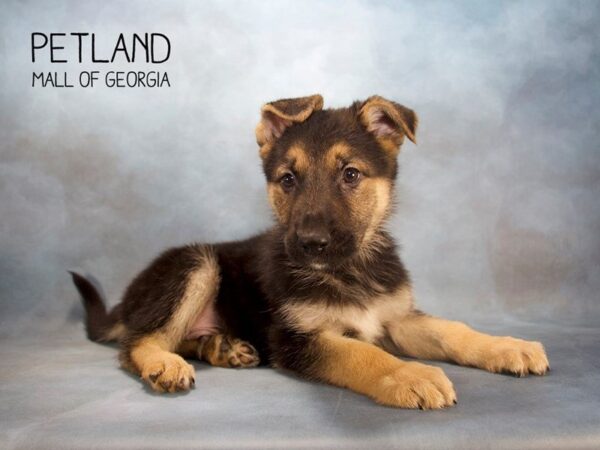 German Shepherd Dog DOG Male Black / Tan 2487 Petland Mall of Georgia