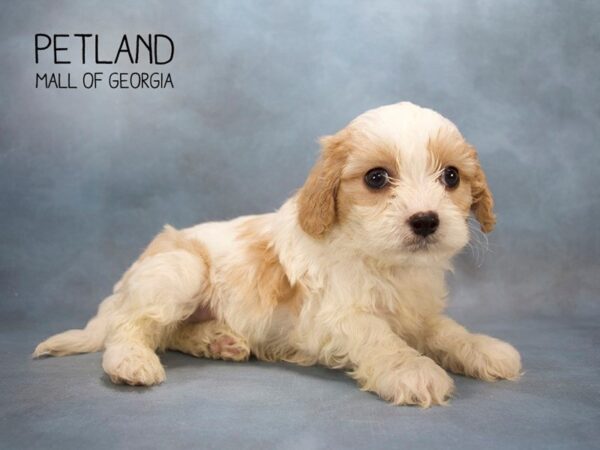 Cavachon DOG Male BLENHEIM 2499 Petland Mall of Georgia