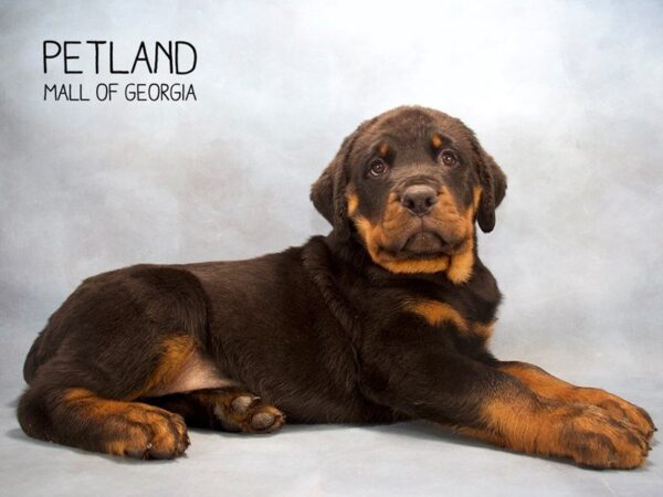 Rottweiler DOG Male Black / Tan 2507 Petland Mall of Georgia