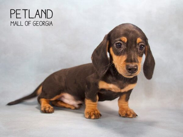 Dachshund DOG Male Black / Tan 2508 Petland Mall of Georgia