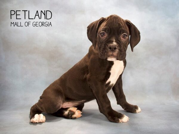 Boxer DOG Male Black 2509 Petland Mall of Georgia