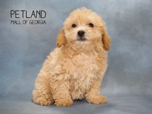 Miniature Poodle DOG Female Apricot 2512 Petland Mall of Georgia