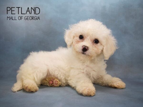 Bichon Frise DOG Female White 2513 Petland Mall of Georgia