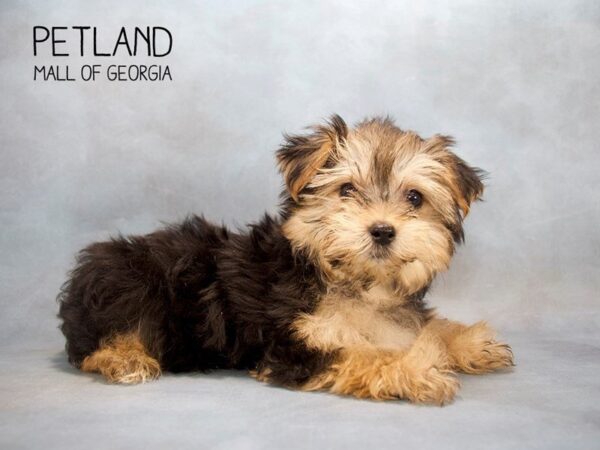 Morkie DOG Male Black 2514 Petland Mall of Georgia