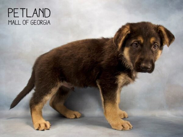 German Shepherd DOG Male Black Tan 2519 Petland Mall of Georgia