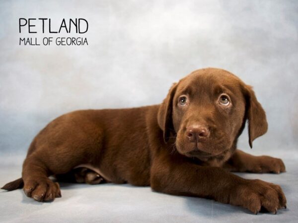 Labrador Retriever DOG Male Choc 2520 Petland Mall of Georgia