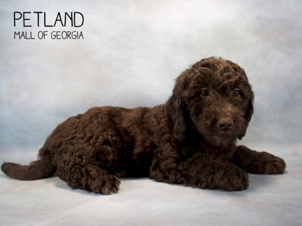 Miniature Goldendoodle 2nd Gen DOG Female Black 2521 Petland Mall of Georgia