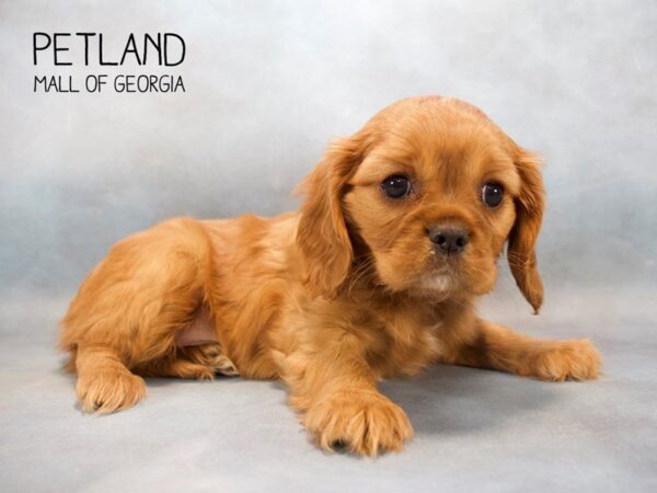 Cavalier King Charles Spaniel DOG Male Ruby 2528 Petland Mall of Georgia