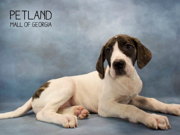 Great Dane DOG Female Harlequin 2535 Petland Mall of Georgia