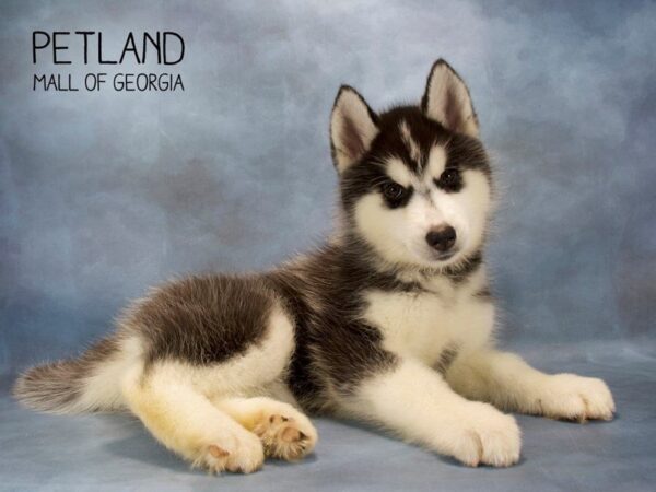 Siberian Husky DOG Female Black / White 2539 Petland Mall of Georgia