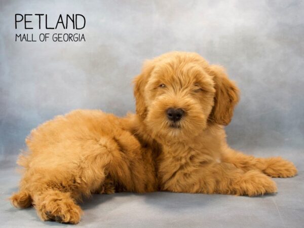 Goldendoodle 2nd Gen DOG Male Apricot 2541 Petland Mall of Georgia