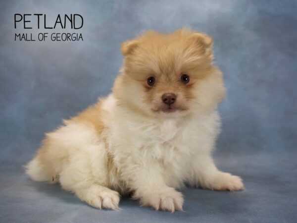 Pomeranian DOG Female BUFF 2554 Petland Mall of Georgia