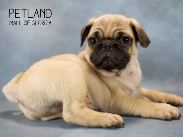 Pug DOG Male Fawn 2555 Petland Mall of Georgia