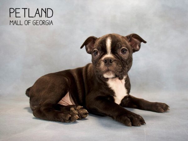 Boston Terrier DOG Male Black / White 2560 Petland Mall of Georgia