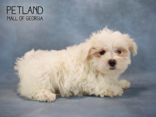 Maltese DOG Female White 2562 Petland Mall of Georgia